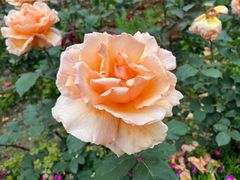 -鹅湖玫瑰文化园