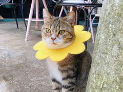 -喵屿·大理花园猫咖