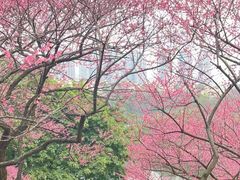 -重庆彩云湖湿地公园