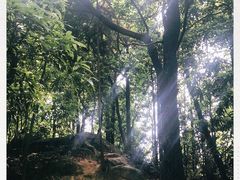 -南山植物园