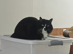 -有猫主题·治愈系猫咖(曾厝垵店)