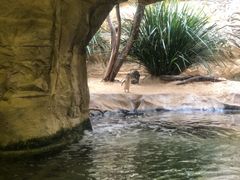 -悉尼海洋生物水族馆
