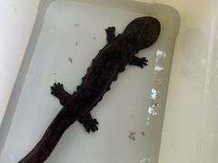 -龚师傅土菜馆.地道农家菜(魅力湘西店)