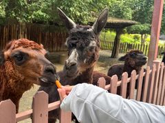 -泉州海丝野生动物世界