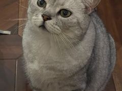 猫猫-隅cafe(傅厚岗店)