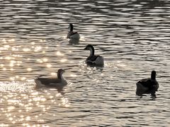 -艾溪湖湿地公园