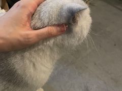 -Mr.Fox狐狸先生超级密室(南山店)
