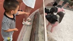-造物庄园 萌宠纪(苏州湾歌林公园店)