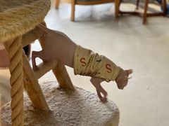 -藏猫猫咖啡主题馆(中央大道店)