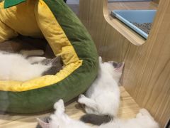 -屋虎猫馆(宝安大仟里店)
