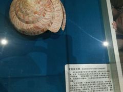 -青岛贝壳博物馆