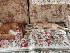 -纳吉亚猫专科动物医院博雅分院