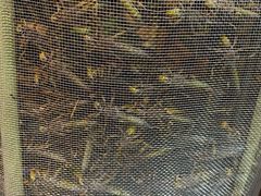 -昆虫窝子·特色云南菜(拓东路总店)