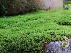 -西芳寺(苔寺)