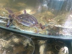 梭子蟹-蓝珊甄选海鲜自助·火锅大排档(近阿那亚店)