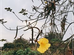 -天适樱花悠乐园