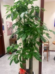 -馨园中式经络美容