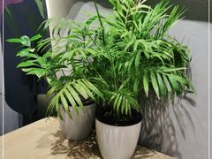 -素匠泰茶(三里屯SOHO工体奶茶店)