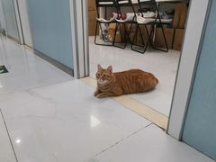 -纳吉亚猫专科动物诊疗中心(蒋宅口分院)