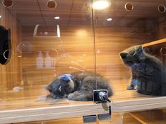 -喵百万·布偶·蓝金金渐层英短·猫舍(百子湾店)