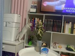 -全心全意连锁动物医院·微创中心·内科急重症·心脏专科(丰管路店)