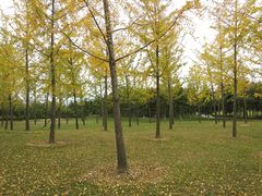 -洨河生态公园