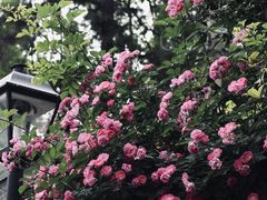 -颐和路民国时期公馆风貌区