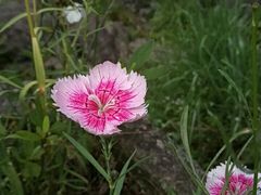 -鹿亭中村