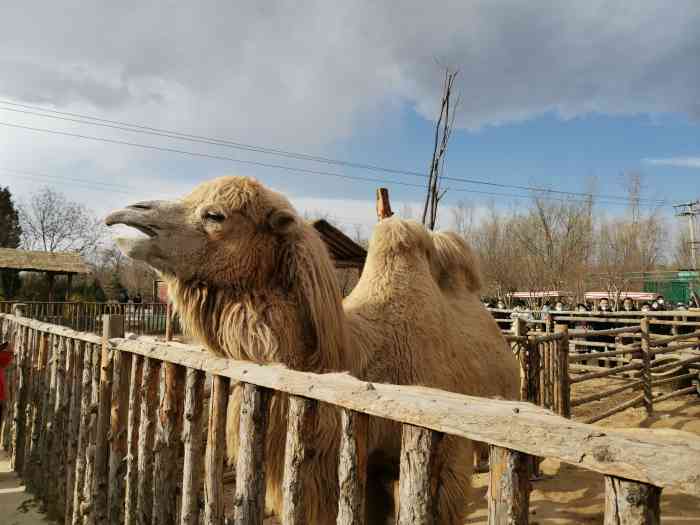 贾家庄民俗动物园-"怎么说呢,在太原暂时没有动物园可逛的基础.