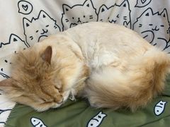 -李小姐の猫咖啡馆(五角场店)