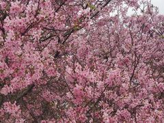 -天适樱花悠乐园