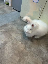 -神奇动物撸宠馆·羊驼·小浣熊·异宠(豫园店)