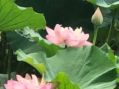 -紫竹院公园冰场