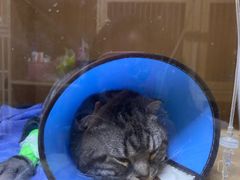 -谐和益家动物医院·免疫绝育·血液透析·宠保定点医院(高新伊藤分院)