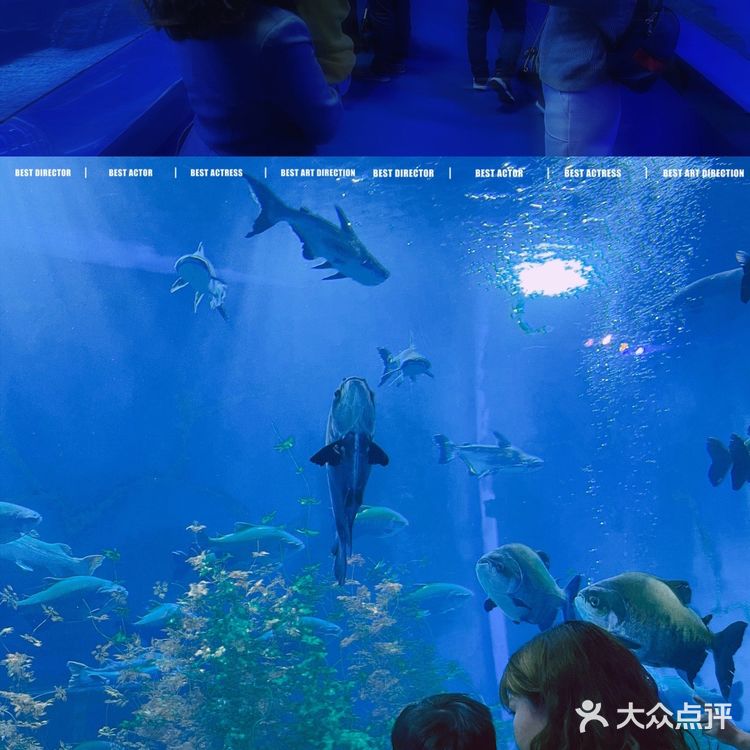 秋日遛娃海洋馆一日游