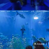 秋日遛娃海洋馆一日游