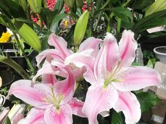 -何兮花店·气球派对鲜花店(马桥银春路万科城店)