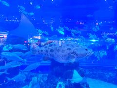 -成都浩海立方海洋公园