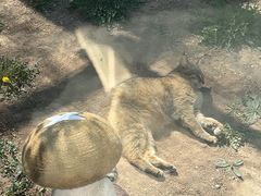 -青藏高原野生动物园