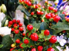 -爱尚幸福鲜花(上地实体店)