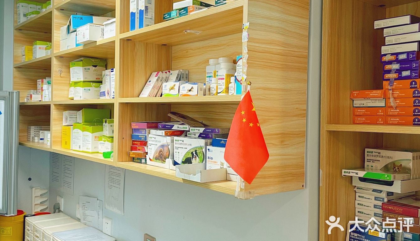 萌兔的一场健康之旅🚢｜关忠动物医院🏥