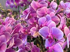 -新加坡文华东方酒店