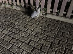 -东湖食堂·湖景餐厅•会议