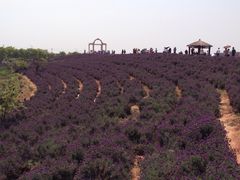 -大塘金香草谷
