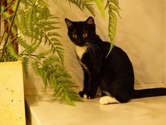 -共舞时光猫咖·狗咖(新街口店)