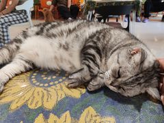 -平行世界·猫咖(首经贸店)