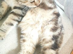 -喵屿·大理花园猫咖