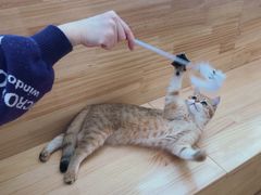 -猫腻·猫咖·撸猫馆(星光大道店)