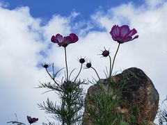 -白草畔自然风景区