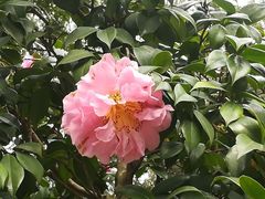 -金花茶公园
